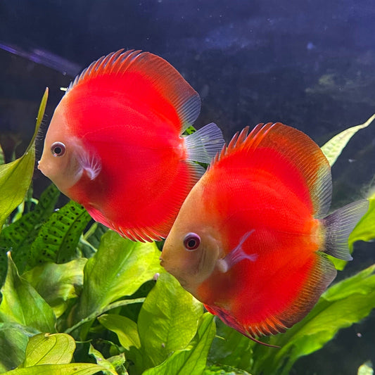 the-fish-farm Discus Red Melon Discus 8-9cm Shop for Red Melon Discus Aquarium Fish in Australia