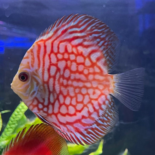 the-fish-farm Discus Red Pigeon Discus 8-9cm Shop for Red Pigeon Discus Aquarium Fish in Australia