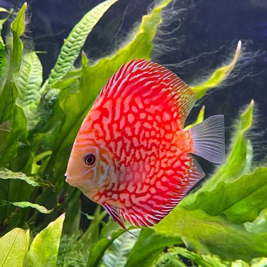 the-fish-farm Discus Red Pigeon Discus 8-9cm Shop for Red Pigeon Discus Aquarium Fish in Australia