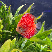 the-fish-farm Discus Red Pigeon Discus 8-9cm Shop for Red Pigeon Discus Aquarium Fish in Australia
