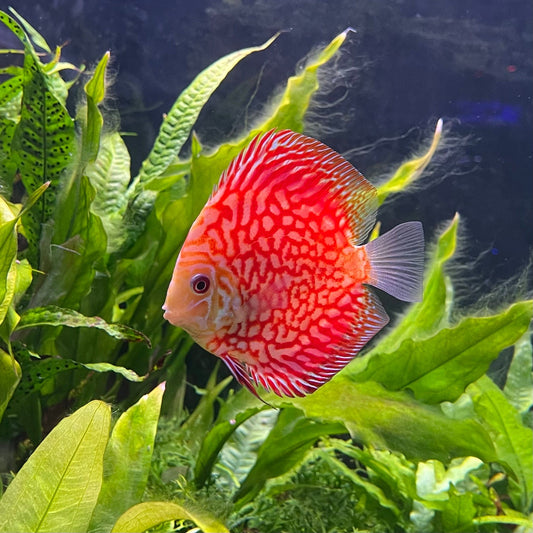 the-fish-farm Discus Red Pigeon Discus 8-9cm Shop for Red Pigeon Discus Aquarium Fish in Australia