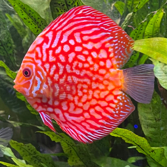 the-fish-farm Discus Red Pigeon Discus 8-9cm Shop for Red Pigeon Discus Aquarium Fish in Australia