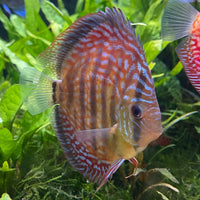 the-fish-farm Discus Red Turquoise Discus 8-9cm Shop for Red Turquoise Discus Aquarium Fish in Australia