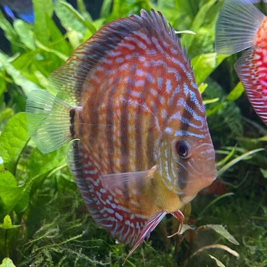 the-fish-farm Discus Red Turquoise Discus 8-9cm Shop for Red Turquoise Discus Aquarium Fish in Australia