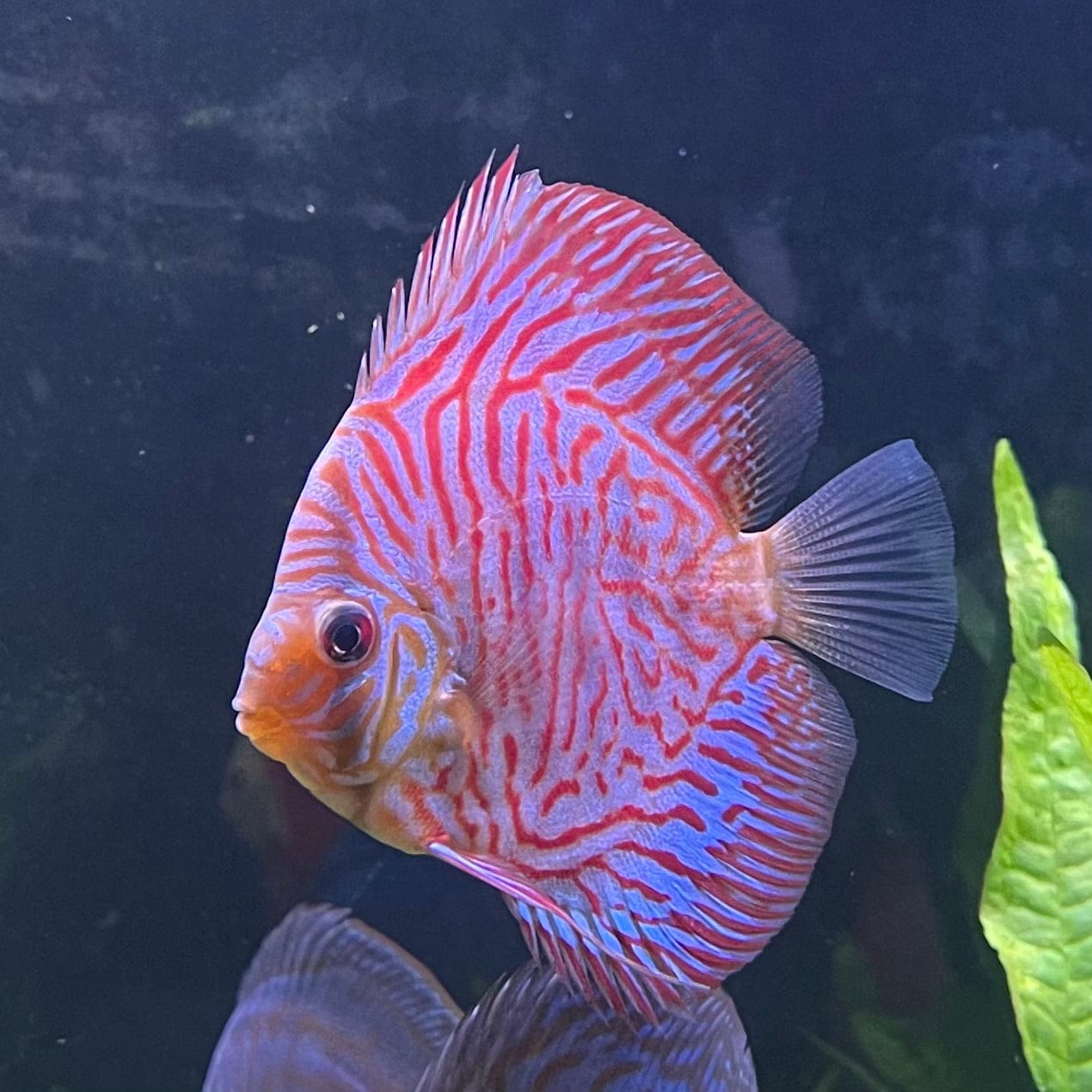 the-fish-farm Discus Red Turquoise Discus 8-9cm Shop for Red Turquoise Discus Aquarium Fish in Australia