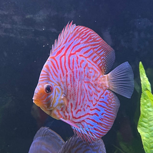 the-fish-farm Discus Red Turquoise Discus 8-9cm Shop for Red Turquoise Discus Aquarium Fish in Australia