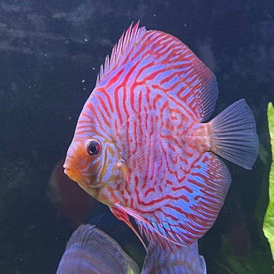 the-fish-farm Discus Red Turquoise Discus 8-9cm Shop for Red Turquoise Discus Aquarium Fish in Australia