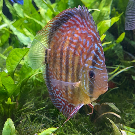 the-fish-farm Discus Red Turquoise Discus 8-9cm Shop for Red Turquoise Discus Aquarium Fish in Australia