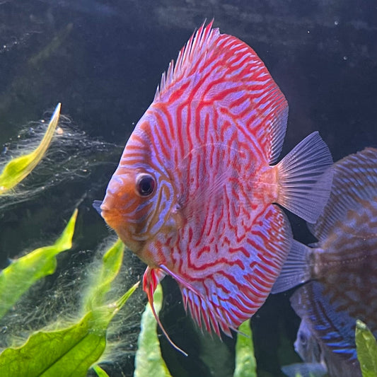 the-fish-farm Discus Red Turquoise Discus 8-9cm Shop for Red Turquoise Discus Aquarium Fish in Australia