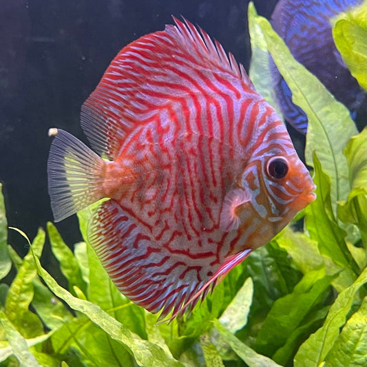 the-fish-farm Discus Red Turquoise Discus 8-9cm Shop for Red Turquoise Discus Aquarium Fish in Australia