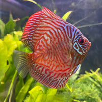 the-fish-farm Discus Red Turquoise Discus 8-9cm Shop for Red Turquoise Discus Aquarium Fish in Australia