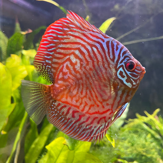 the-fish-farm Discus Red Turquoise Discus 8-9cm Shop for Red Turquoise Discus Aquarium Fish in Australia
