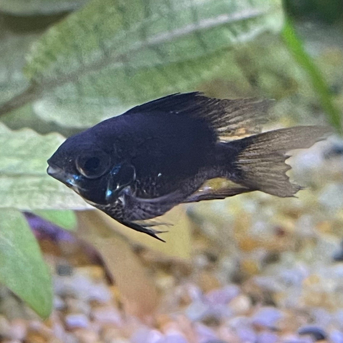 the-fish-farm Dwarf American Cichlid Balloon Ram - Black - Dwarf American Cichlid 2-3cm Black Balloon Ram Dwarf American Cichlid - The Fish Farm