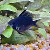 the-fish-farm Dwarf American Cichlid Balloon Ram - Black - Dwarf American Cichlid 2-3cm Black Balloon Ram Dwarf American Cichlid - The Fish Farm