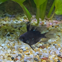 the-fish-farm Dwarf American Cichlid Balloon Ram - Black - Dwarf American Cichlid 2-3cm Black Balloon Ram Dwarf American Cichlid - The Fish Farm