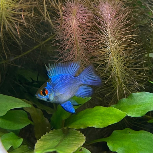 the-fish-farm Dwarf American Cichlid Balloon Ram - Electric Blue Dwarf American Cichlid 2-3cm Electric Blue Balloon Ram Cichlid 3cm - The Fish Farm