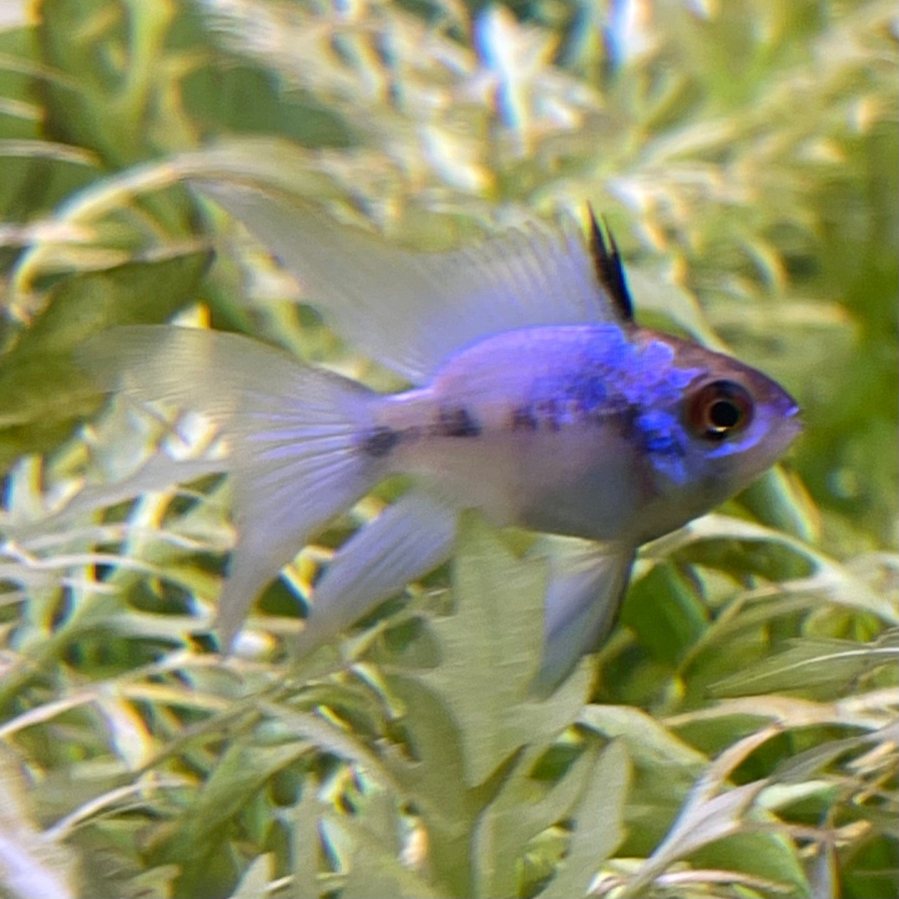 the-fish-farm Dwarf American Cichlid Balloon Ram - Electric Blue Dwarf American Cichlid 2-3cm Electric Blue Balloon Ram Cichlid 3cm - The Fish Farm