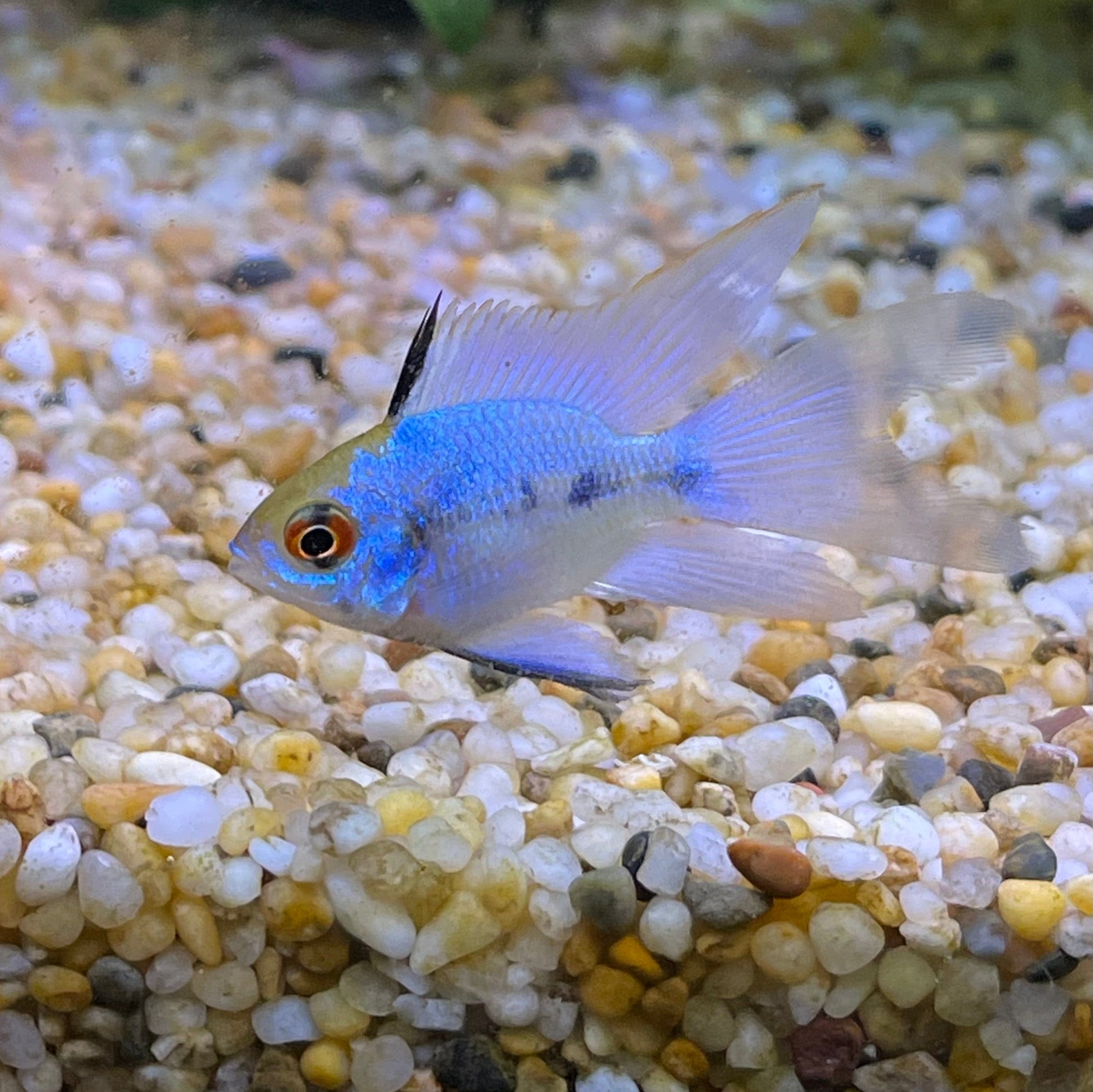 the-fish-farm Dwarf American Cichlid Balloon Ram - Electric Blue Dwarf American Cichlid 2-3cm Electric Blue Balloon Ram Cichlid 3cm - The Fish Farm