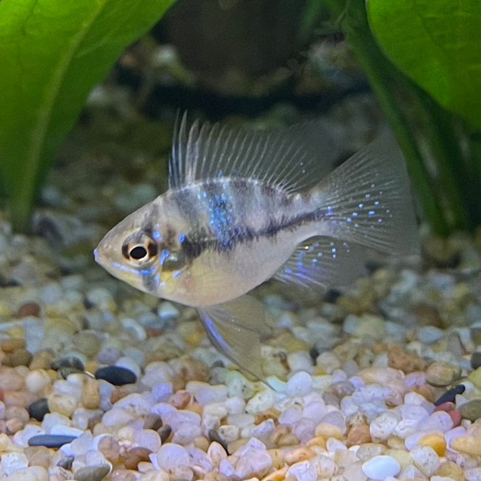 the-fish-farm Dwarf American Cichlid Balloon Ram - German Blue (Ramerezi) Dwarf American Cichlid 2-3cm Blue Ramirezi (Ram) Cichlid - The Fish Farm
