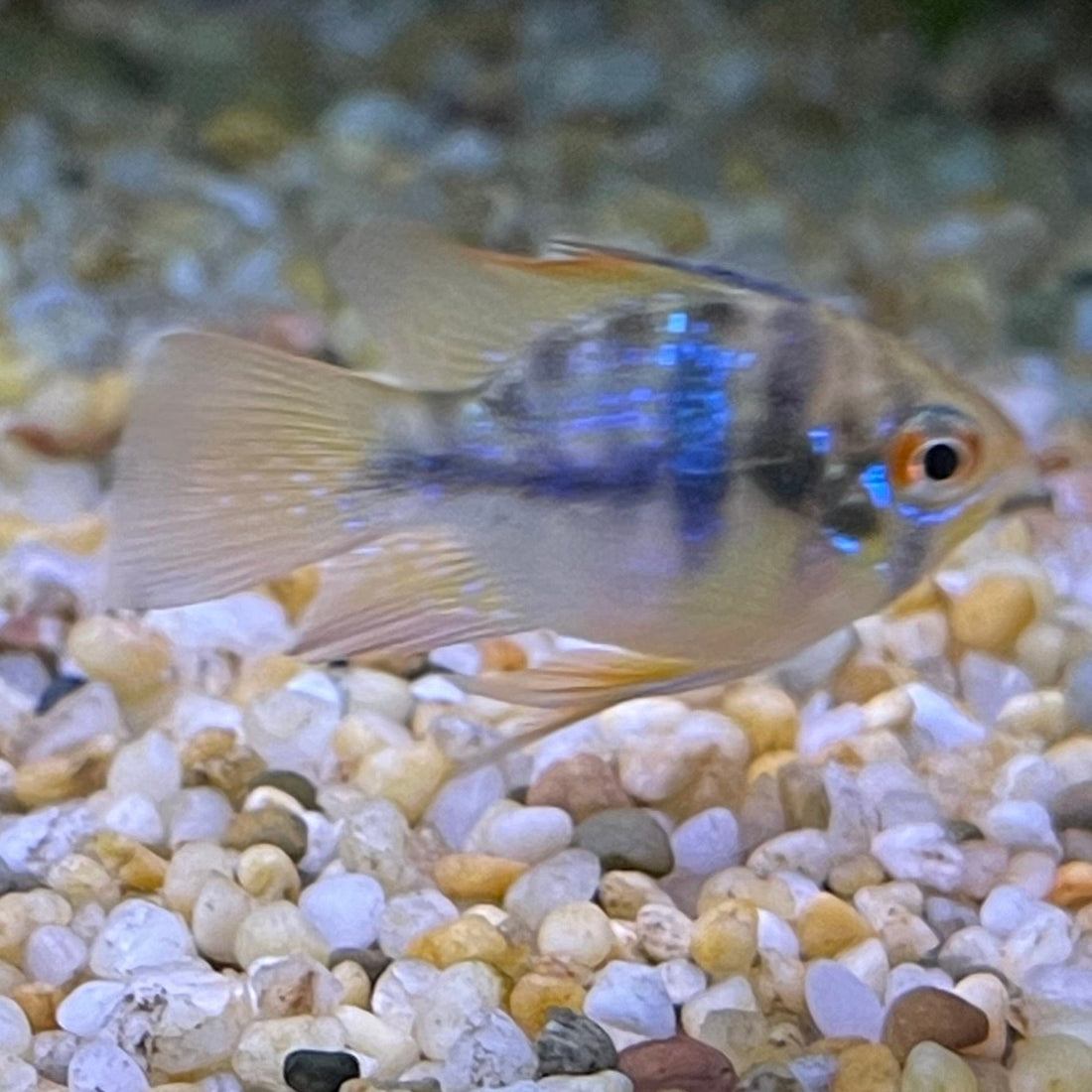 German Blue (Ramerezi) Dwarf American Cichlid - The Fish Farm