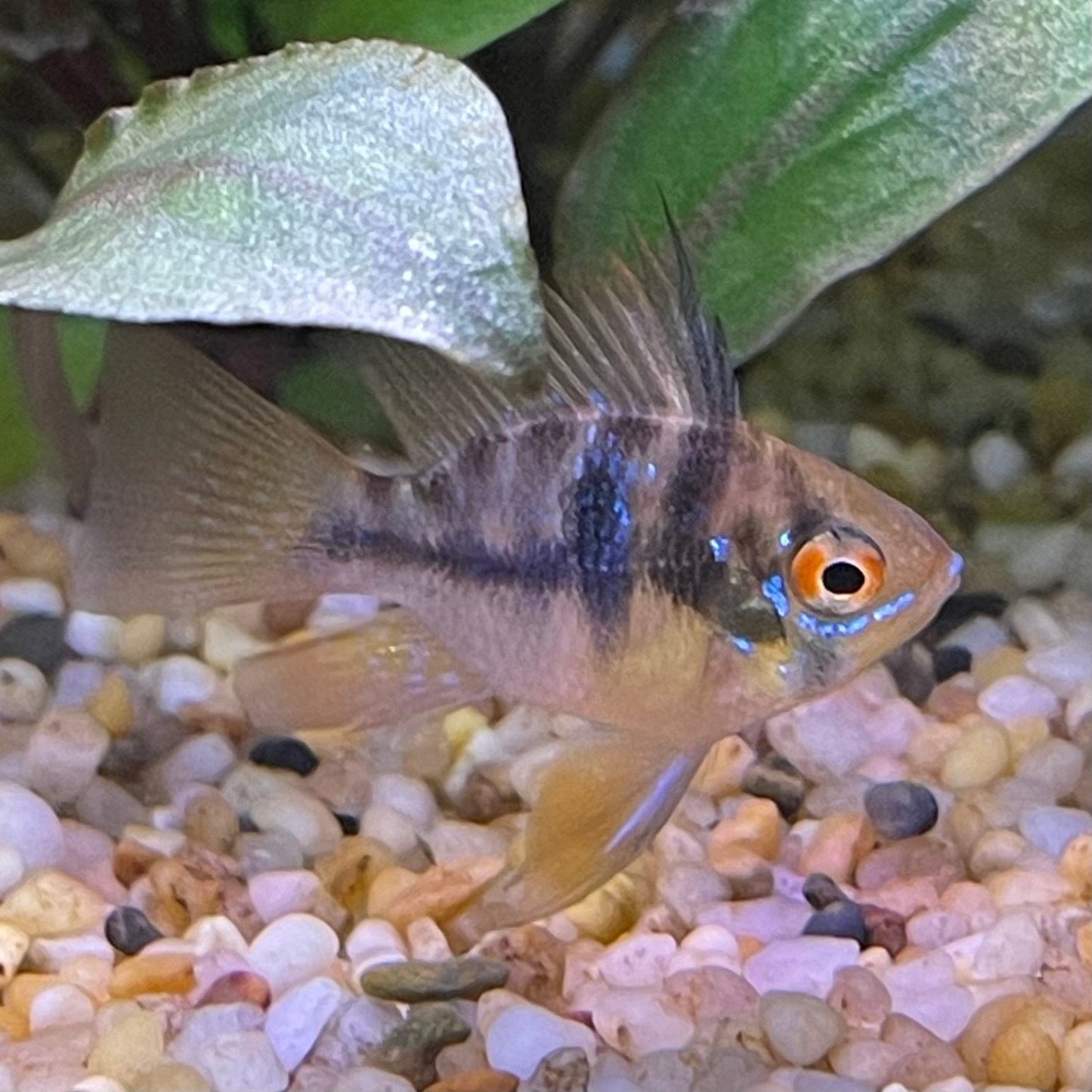 the-fish-farm Dwarf American Cichlid Balloon Ram - German Blue (Ramerezi) Dwarf American Cichlid 2-3cm Blue Ramirezi (Ram) Cichlid - The Fish Farm