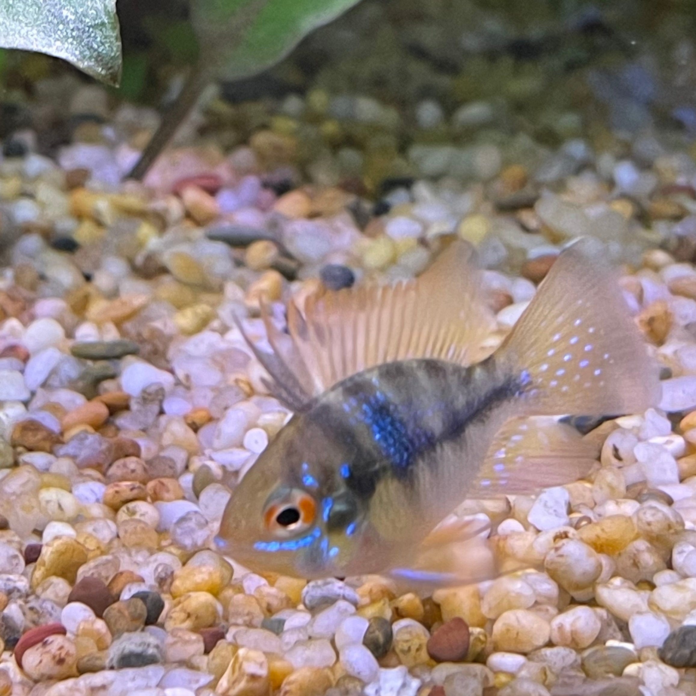 the-fish-farm Dwarf American Cichlid Balloon Ram - German Blue (Ramerezi) Dwarf American Cichlid 2-3cm Blue Ramirezi (Ram) Cichlid - The Fish Farm