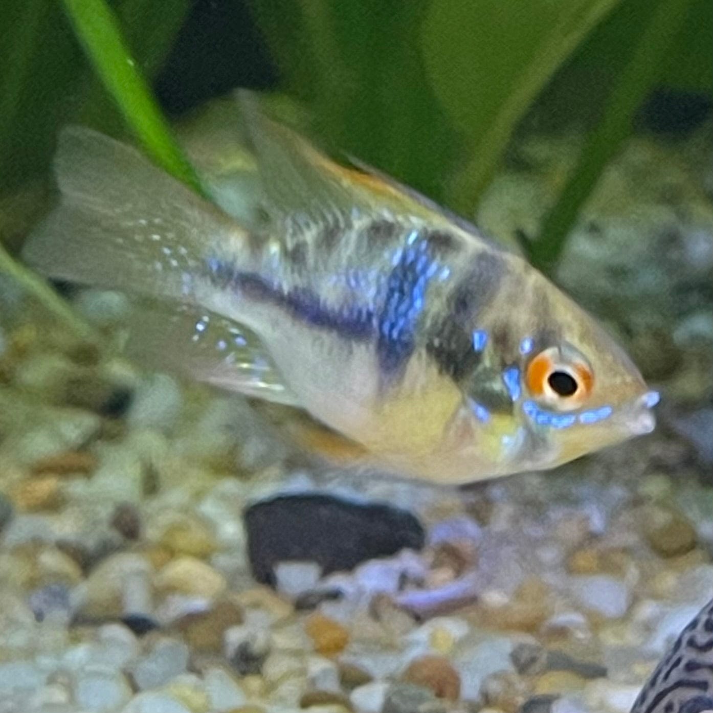 the-fish-farm Dwarf American Cichlid Balloon Ram - German Blue (Ramerezi) Dwarf American Cichlid 2-3cm Blue Ramirezi (Ram) Cichlid - The Fish Farm