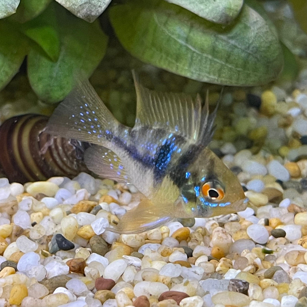 German Blue (Ramerezi) Dwarf American Cichlid - The Fish Farm