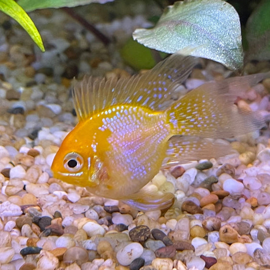 the-fish-farm Dwarf American Cichlid Balloon Ram - Gold - Dwarf American Cichlid 2-3cm Gold Balloon Ram Dwarf American Cichlid - The Fish Farm