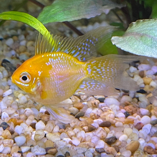 the-fish-farm Dwarf American Cichlid Balloon Ram - Gold - Dwarf American Cichlid 2-3cm Gold Balloon Ram Dwarf American Cichlid - The Fish Farm