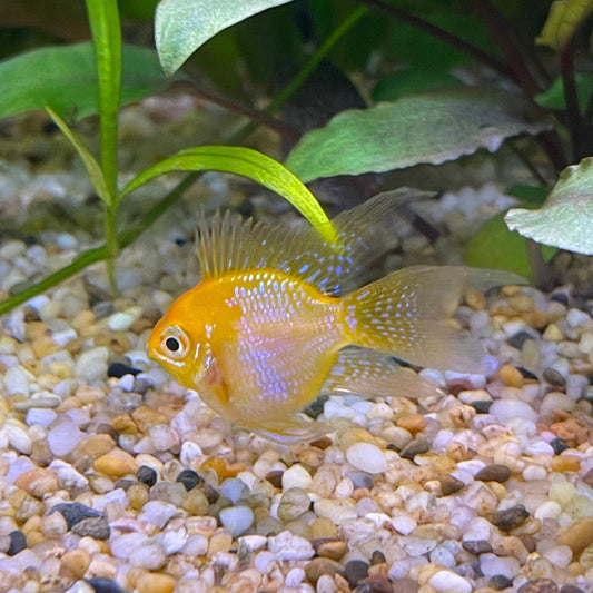the-fish-farm Dwarf American Cichlid Balloon Ram - Gold - Dwarf American Cichlid 2-3cm Gold Balloon Ram Dwarf American Cichlid - The Fish Farm
