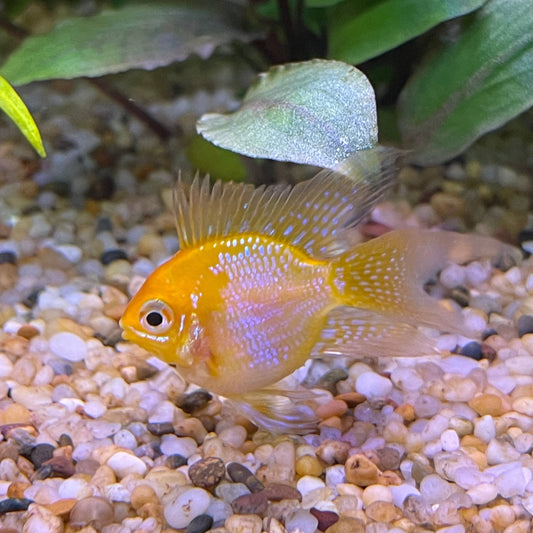 the-fish-farm Dwarf American Cichlid Balloon Ram - Gold - Dwarf American Cichlid 2-3cm Gold Balloon Ram Dwarf American Cichlid - The Fish Farm