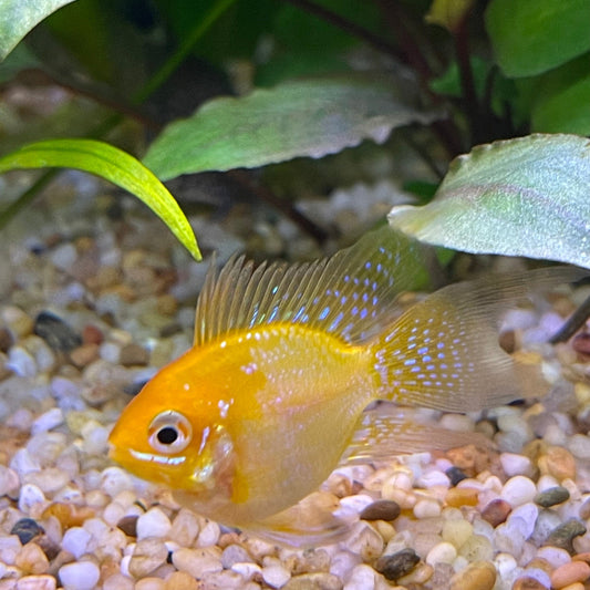the-fish-farm Dwarf American Cichlid Balloon Ram - Gold - Dwarf American Cichlid 2-3cm Gold Balloon Ram Dwarf American Cichlid - The Fish Farm
