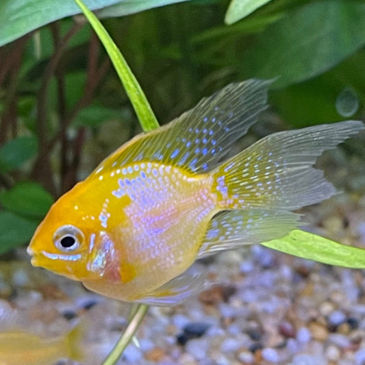 the-fish-farm Dwarf American Cichlid Balloon Ram - Gold - Dwarf American Cichlid Gold Balloon Ram Dwarf American Cichlid - The Fish Farm