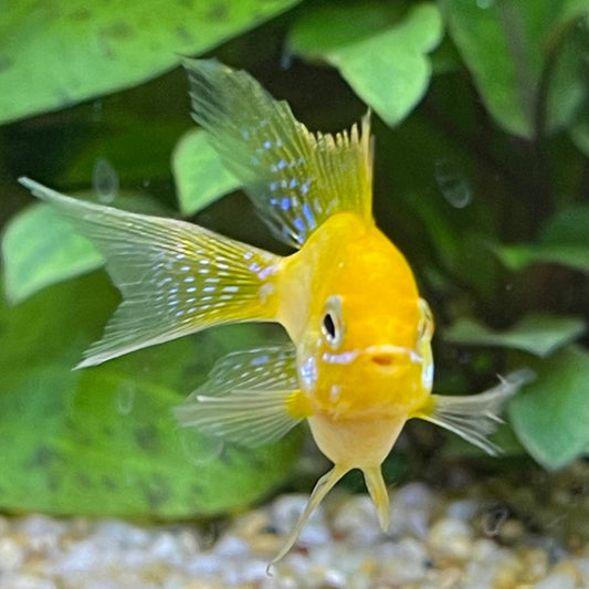 the-fish-farm Dwarf American Cichlid Balloon Ram - Gold - Dwarf American Cichlid Gold Balloon Ram Dwarf American Cichlid - The Fish Farm
