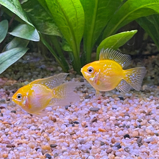 the-fish-farm Dwarf American Cichlid Balloon Ram - Gold - Dwarf American Cichlid Gold Balloon Ram Dwarf American Cichlid - The Fish Farm