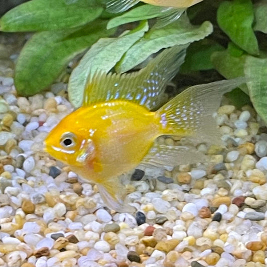 the-fish-farm Dwarf American Cichlid Balloon Ram - Gold - Dwarf American Cichlid Gold Balloon Ram Dwarf American Cichlid - The Fish Farm