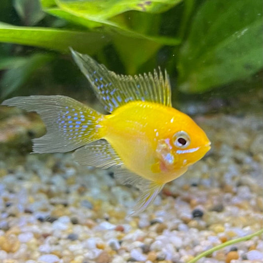 the-fish-farm Dwarf American Cichlid Balloon Ram - Gold - Dwarf American Cichlid Gold Balloon Ram Dwarf American Cichlid - The Fish Farm