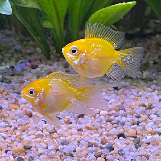 the-fish-farm Dwarf American Cichlid Balloon Ram - Gold - Dwarf American Cichlid Gold Balloon Ram Dwarf American Cichlid - The Fish Farm