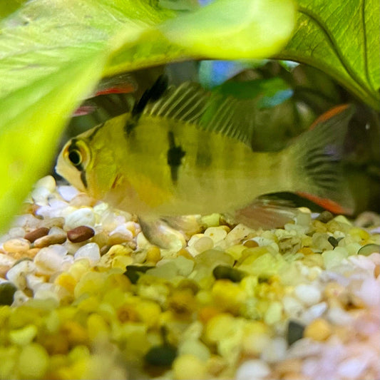 the-fish-farm Dwarf American Cichlid Bolivian Ram Cichlid - Bolivian Butterfly - American Cichlid 2-4cm Bolivian Ram Cichlid - The Fish Farm