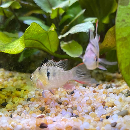 the-fish-farm Dwarf American Cichlid Bolivian Ram Cichlid - Bolivian Butterfly - American Cichlid 2-4cm Bolivian Ram Cichlid - The Fish Farm