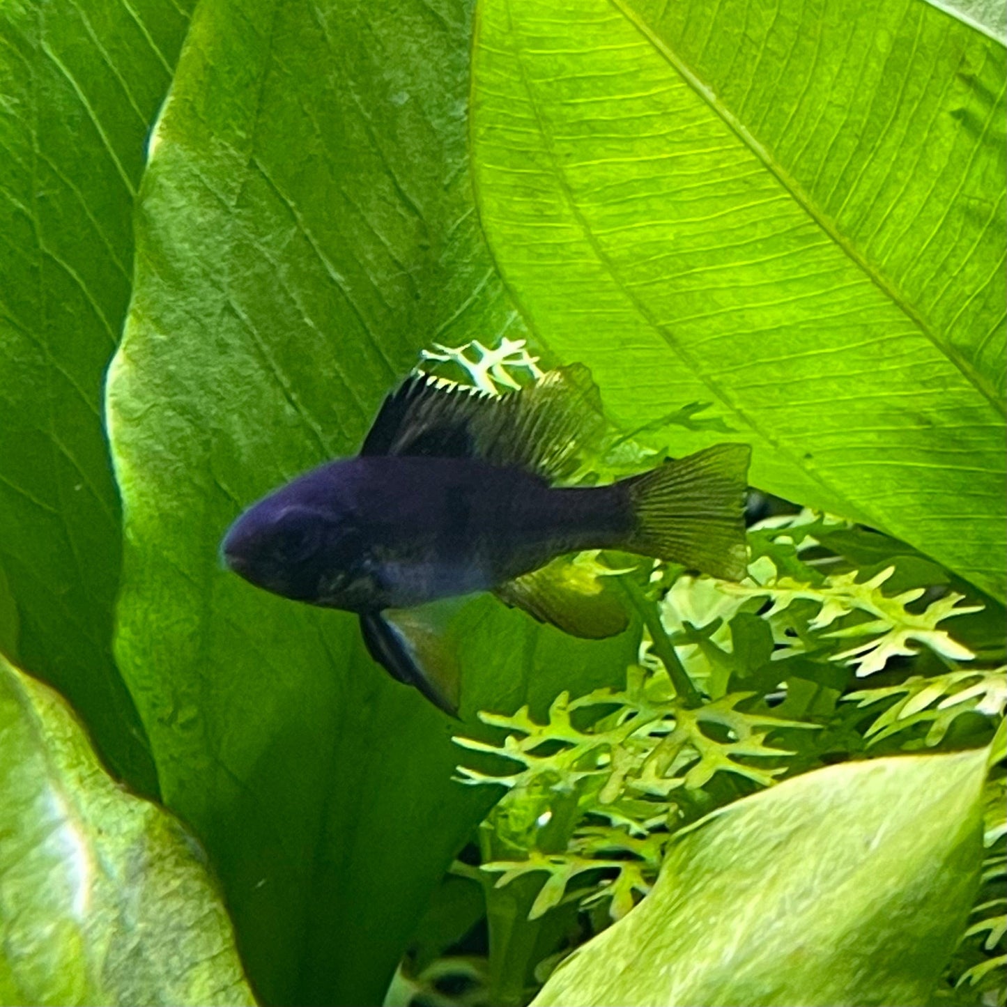 the-fish-farm Dwarf American Cichlid Ram - Black - Dwarf American Cichlid 2-4cm Black Ram Dwarf American Cichlid - The Fish Farm