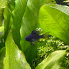 the-fish-farm Dwarf American Cichlid Ram - Black - Dwarf American Cichlid 2-4cm Black Ram Dwarf American Cichlid - The Fish Farm