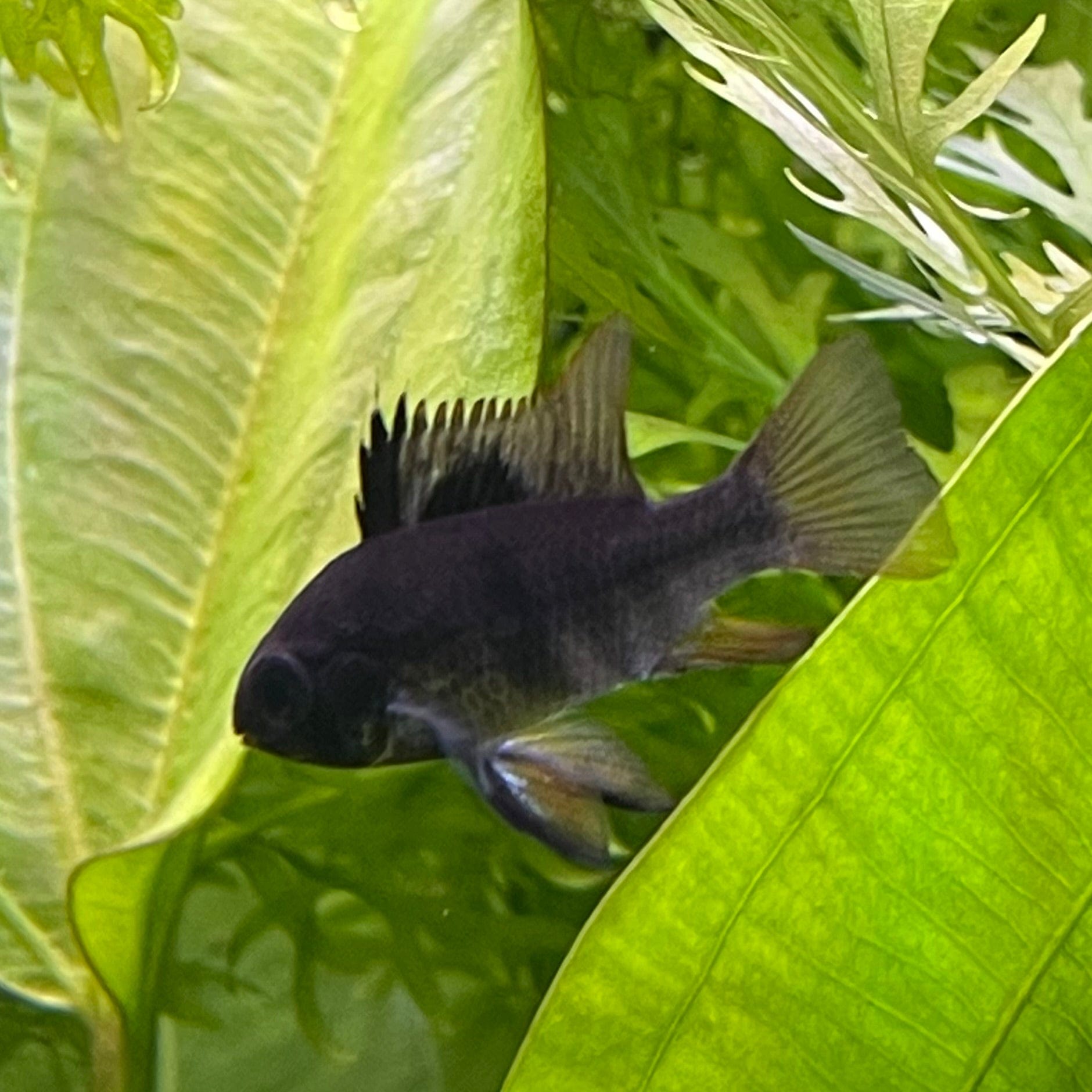 the-fish-farm Dwarf American Cichlid Ram - Black - Dwarf American Cichlid 2-4cm Black Ram Dwarf American Cichlid - The Fish Farm