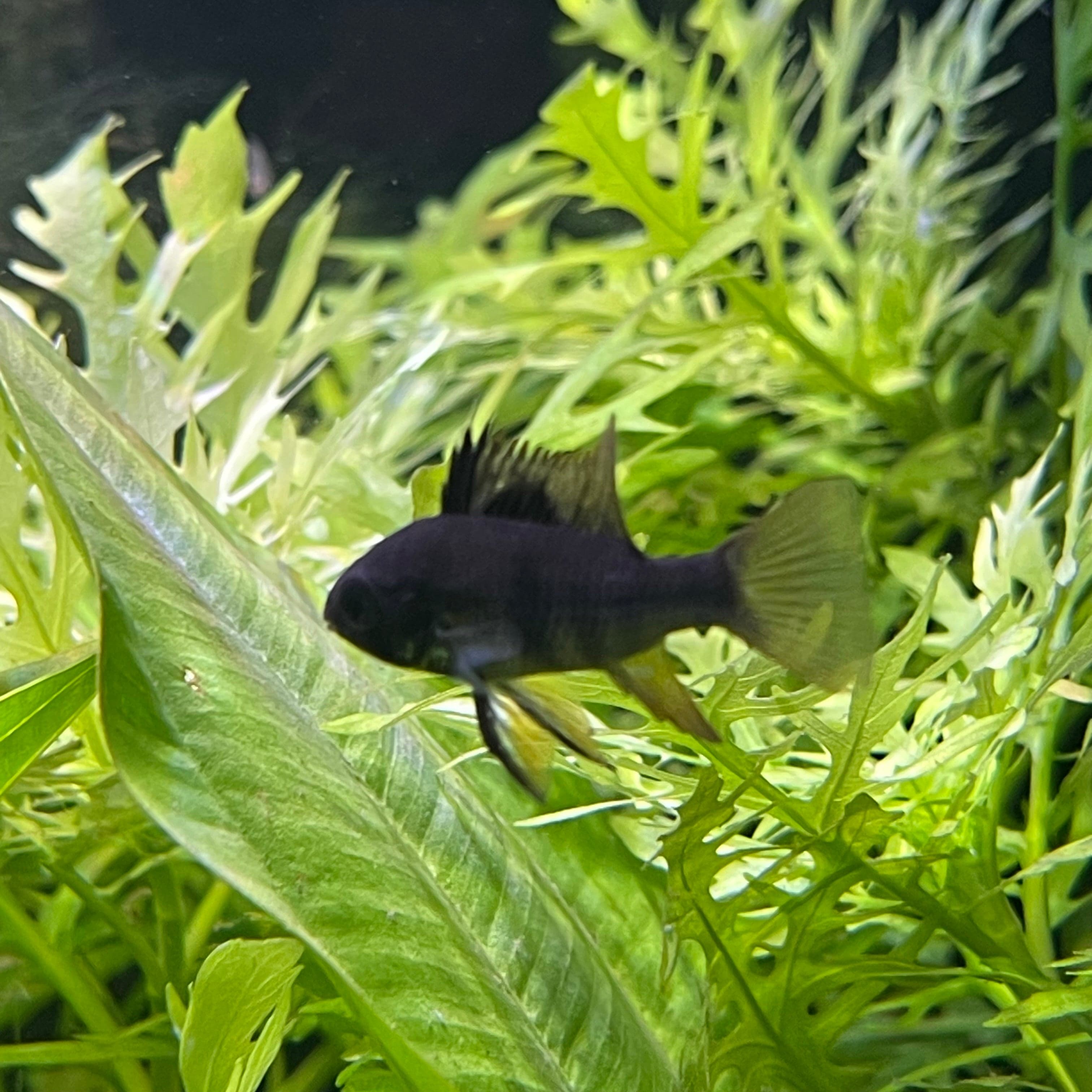 the-fish-farm Dwarf American Cichlid Ram - Black - Dwarf American Cichlid 2-4cm Black Ram Dwarf American Cichlid - The Fish Farm