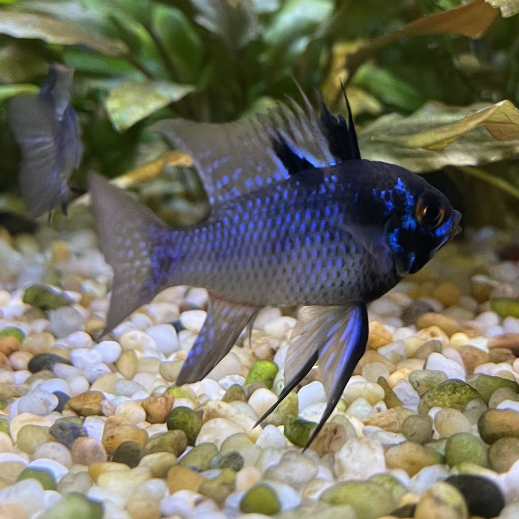 the-fish-farm Dwarf American Cichlid Ram - Dark Blue - Dwarf American Cichlid 2-4cm Buy Dark Blue Ram Dwarf American Cichlid - The Fish Farm Australia