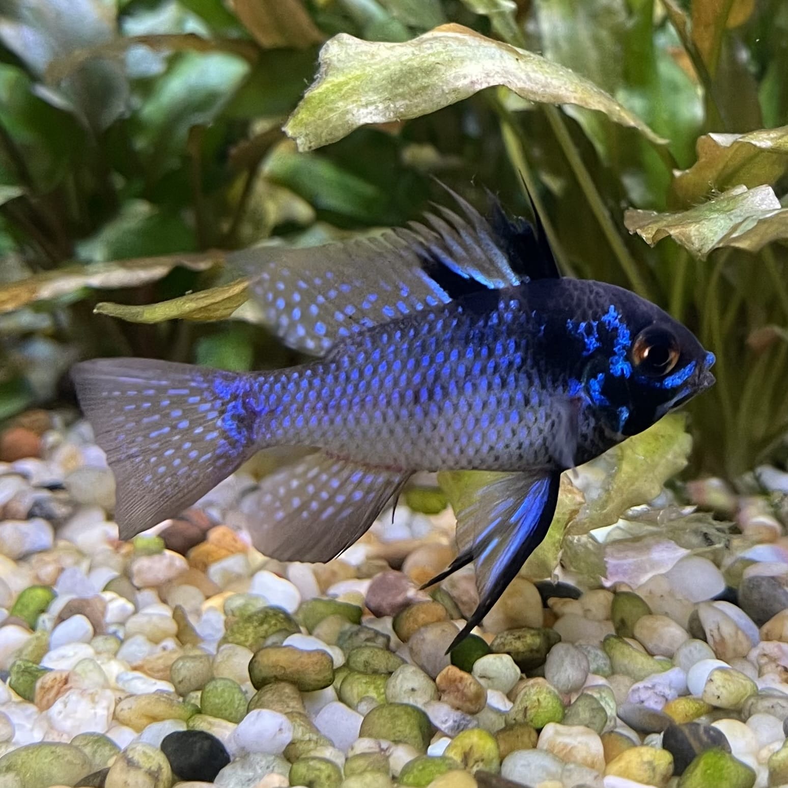 the-fish-farm Dwarf American Cichlid Ram - Dark Blue - Dwarf American Cichlid 2-4cm Buy Dark Blue Ram Dwarf American Cichlid - The Fish Farm Australia