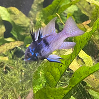 the-fish-farm Dwarf American Cichlid Ram - Dark Blue - Dwarf American Cichlid 2-4cm Buy Dark Blue Ram Dwarf American Cichlid - The Fish Farm Australia