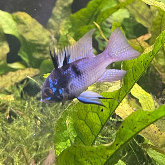 the-fish-farm Dwarf American Cichlid Ram - Dark Blue - Dwarf American Cichlid 2-4cm Buy Dark Blue Ram Dwarf American Cichlid - The Fish Farm Australia