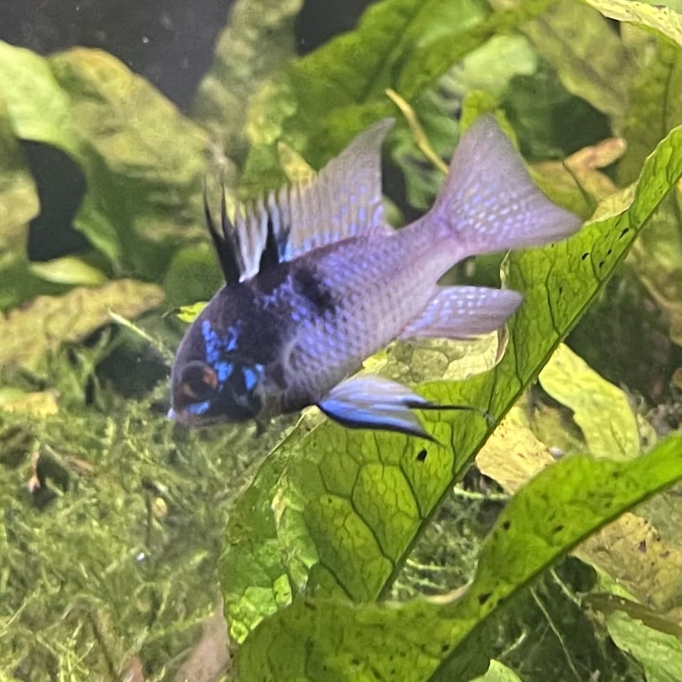 the-fish-farm Dwarf American Cichlid Ram - Dark Blue - Dwarf American Cichlid 2-4cm Buy Dark Blue Ram Dwarf American Cichlid - The Fish Farm Australia